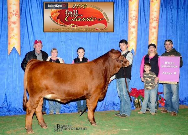 Champion Simbravieh daughter shown by Tristan Chapa.