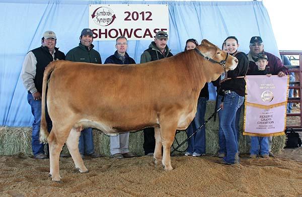 Champion Simbravieh daughter shown by Holli Baker.