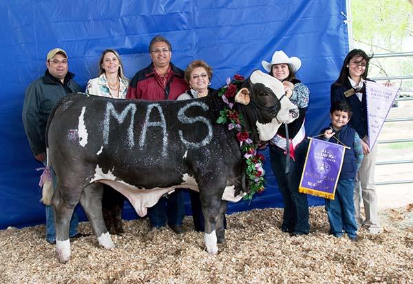 Champion Simbravieh steer shown by Nani Flores