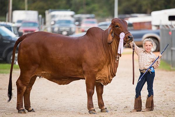 Champion Maternal Sister owned by Bethany Amason.