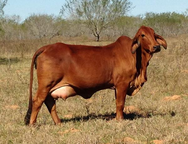 Dam - Polled Santa Elena cow with super udder and lots of milk.
