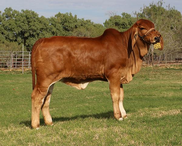 LOTE 15 - 5 PAJILLAS A ELEGIR LMC LN POLLED PAPPO 136/6 (P) o MR. V8