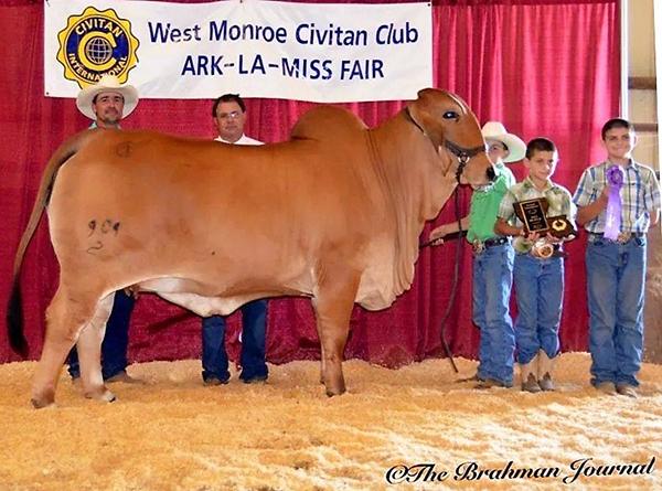 Many times Champion daughter and Show Cow of the Year for the Carriere's.