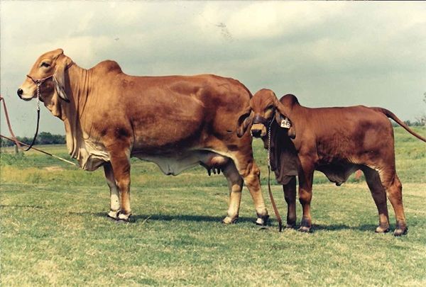 Champion daughter with International Champion Bravo son at side shown by Santa Elena.