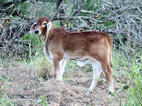 Fancy, big boned & powerful Polled Phenom ET baby doll out of LMC Polled Passion.