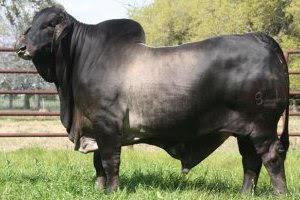 Sire - Mr V8 183/7 "Gator"