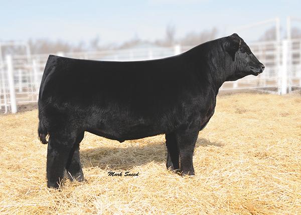 SIRE - MR. NLC UPGRADE U8676