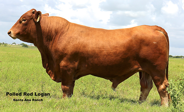SIRE - POLLED RED LOGAN