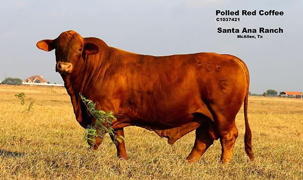 SIRE - POLLED RED COFFEE