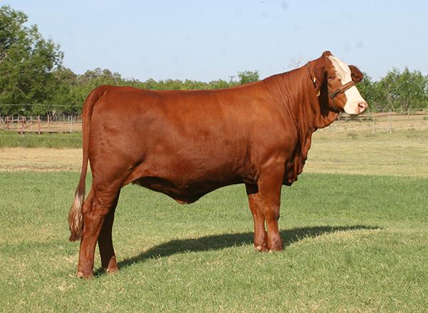 Dam sired by the International Champion LMC RFI Smith Red Bullet - semen available