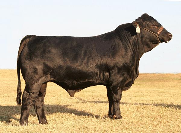 Paternal grand sire -  LMC Black Perfecto