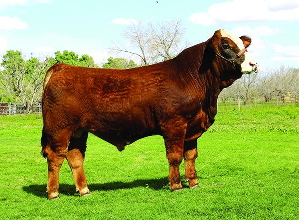 Sire - one of the best Ante Up (International Champion) sons we have ever seen. Out of a LMC cow.