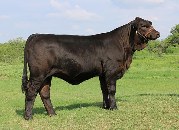 Champion  dam as  a weanling and one of several full sibs to Gold Medal in LMC herd.