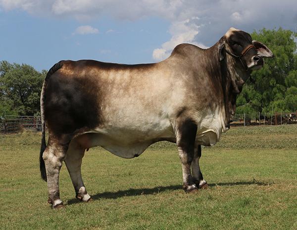 Dam - 2016 Reserve International Champon cow and #1 donor for La Muneca-Flores Cattle Co.