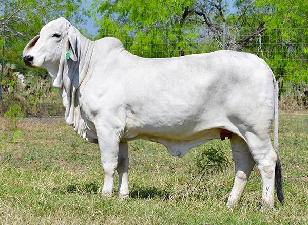 Sire - A BEEF MACHINE &  A COWMAN'S KINDA BULL owned with Ava Barker - Semen available.
