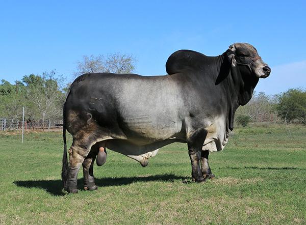 Polled Pathfinder is a paternal brother and like his sire is A BEEF MACHINE!! Semen available.