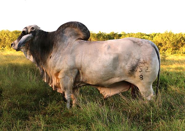 Maternal grand sire and one of our better carcass sires - LMC Polled Samson - Semen available.