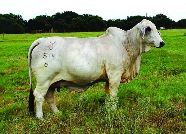 Maternal grand dam and one of our best cows bred by our ole buddy Jody Youngblood.