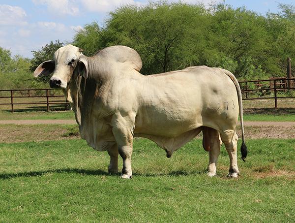 Sire and Senior Herd Sire at ELC Cattle Co. - powerful and rich in breed character.