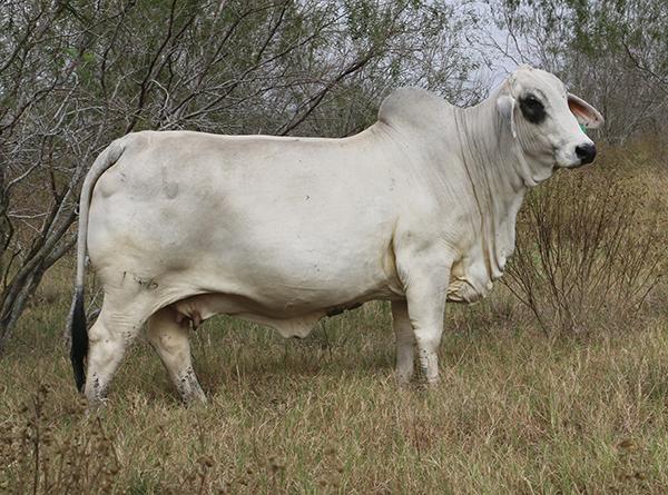 Paternal grand dam and our #1 cow. One of very few POLLED cows in the Register of Renonwn.