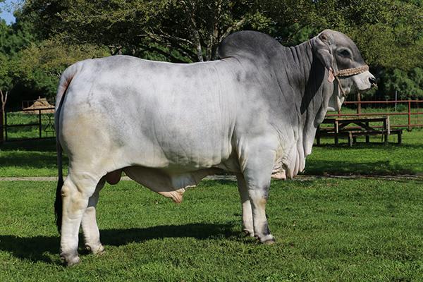 Sire - producing good polled cattle for ECC & many semen clients all over the Brahman World.