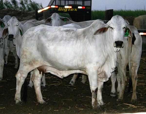 Dam - another functional Double A Cow that is also dam of a RGV Champion Brahman Steer.