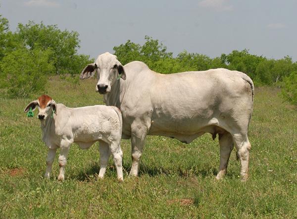 Moderate and functional dam. Check out that bull calf by LMC Poll Aussie.