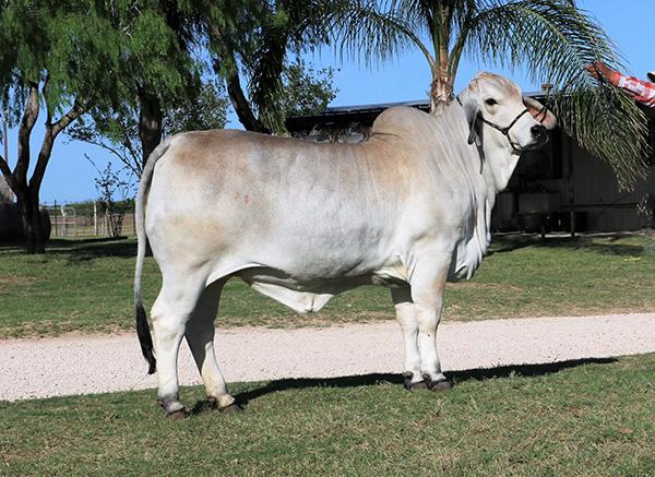 $18,000 sale topping donor dam for ECC, HMC & K-K Cattle Companies - JDH Elmo granddaughter.