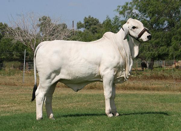 Picture perfect dam by +LMC LF Ambassador. He does it everytime. Semen available !!