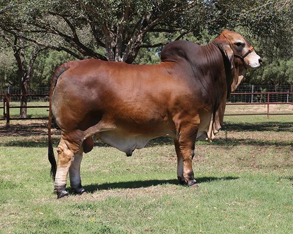 LMC LN Polled Pappo- HOMOZYGOUS POLLED paternal sib & one of HOTTEST young sires in the breed!!!!
