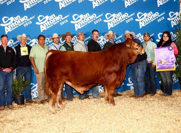 Sire - LMC Gold Medal - National Champion, our # 1 sire and best Simbrah bull we have ever seen.