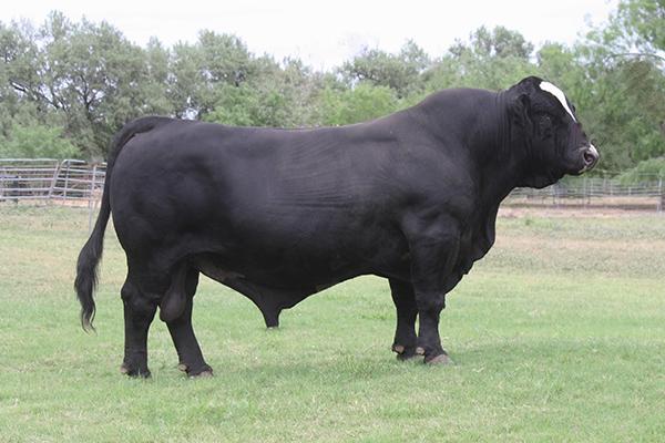 Sire - one of many major league herd sires produced by LMC EF JW Black.