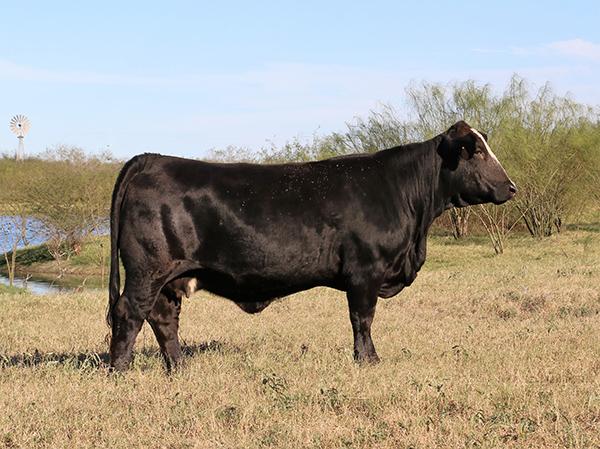 Sometimes it takes more than one look to appreciate the femininity in great cows like Miss America.