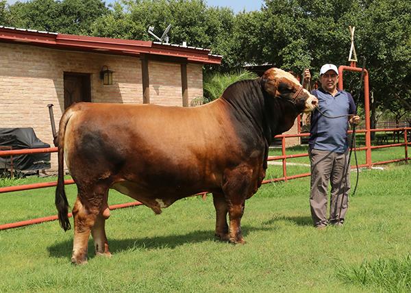 Sire with our ole compadre Hernando Guerra who has bought good cattle from us for many years.