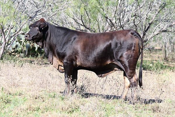 NEW BLOOD donor dam. LMC Pioneer Woman out of the great Dream Girl x +LMC LF Ambassador.