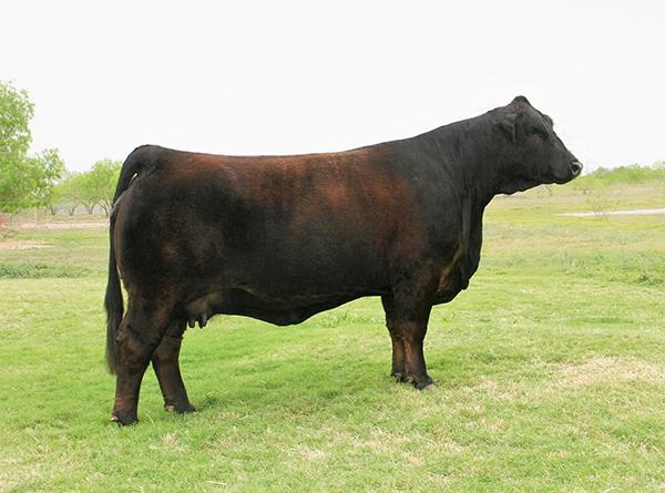 Maternal grand dam - Twice National Champion & International Champion - LMC WFC Dream Girl.