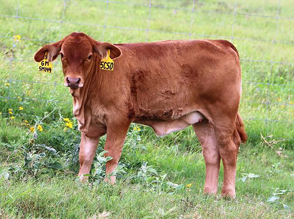 Dam as a young calf sired by LMC Gold Medal and HR Powerhouse cow.
