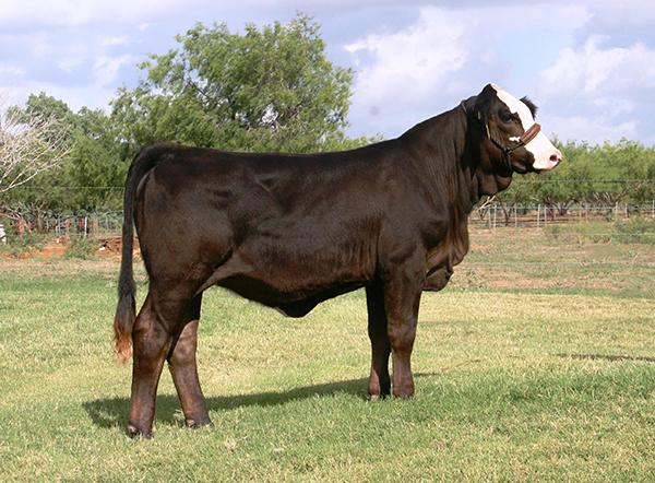 Dam sired by 7N Ranch's LMC WFC  Wave Amigo who is full sib to the famous Dream Girl.