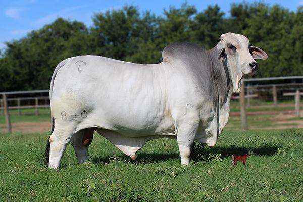 Sire - JDH MR MANSO 840