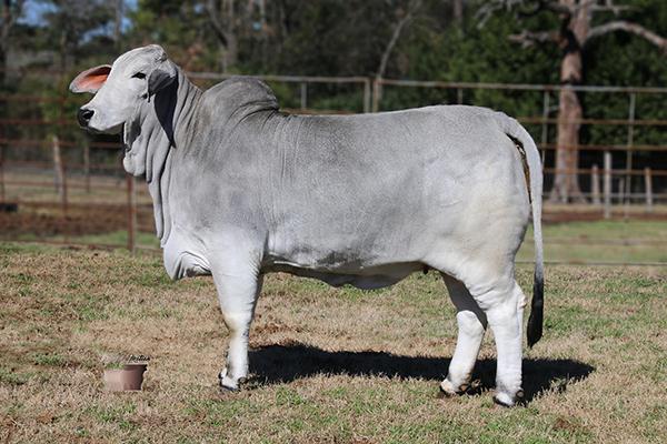 Miss sns 398/7 progeny   - Miss sns Koryn 746/6   Sold for $23,000 in this years Houston international sale 