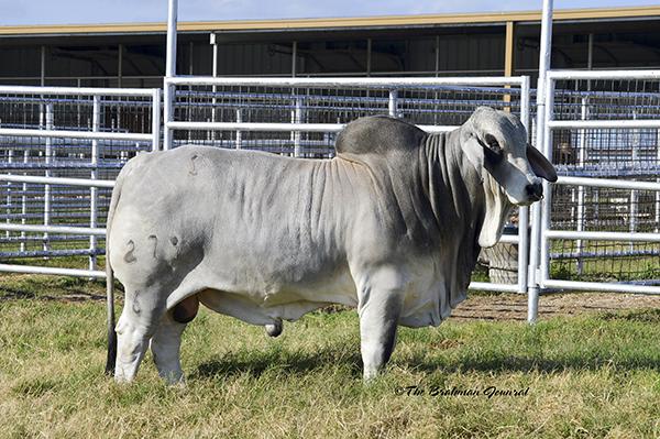  Miss sns 398/7 progeny  - Mr sns Flex 279/6