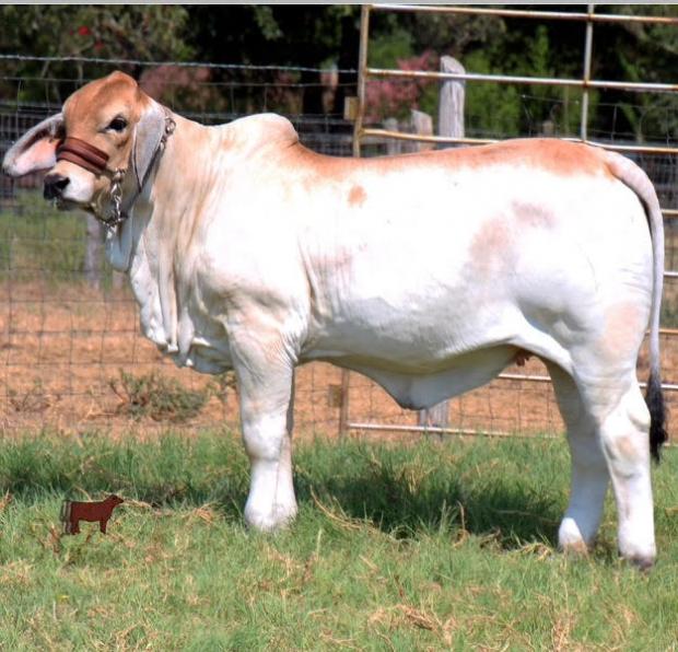 Progeny -Sold for $16,500 in Southern Royalty Sale 