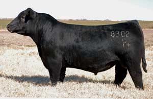 Sire - Duff Hobart 8302