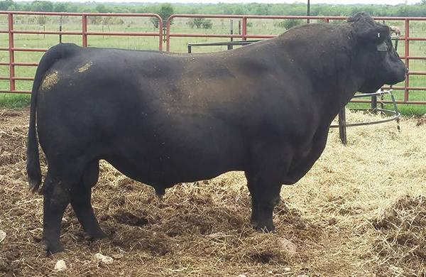 Sells Safe In Calf:   3 months to “KSP BEEF CHUNK”  (Total Recall x Whiskey) 