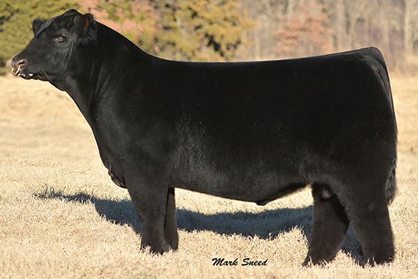 SELLS A.I. bred 3-19-18 to “All That Matters” AMMA # 452463