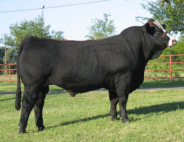LHH T-Cat 300N - Sire to embryos