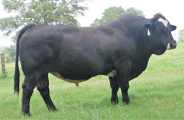 HR Powerhouse I - Sire to embryos