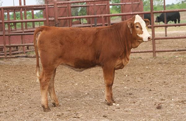 LMC Susie Q 5R/175 - Full sib to embryos