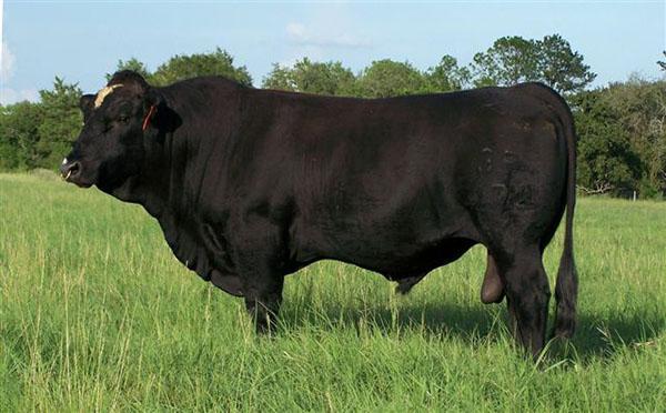 LMC Whata Bull 3R/272 - Maternal sib to embryos sired by CCR Ameritrade