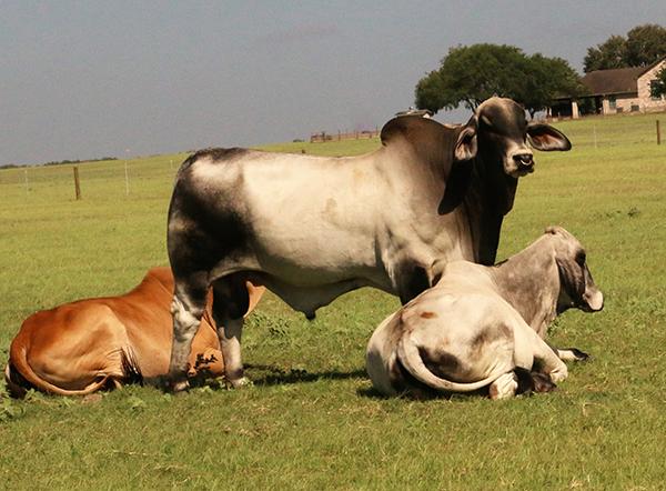 Service Sire - LMC LF Polled King - son of Lot 2 LMC Polled Passion and MR V8 139/7 (P/S)